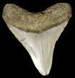 Megalodon Tooth - North Carolina #45632-2